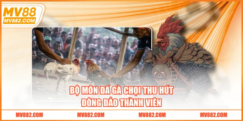Bộ môn đá gà chọi thu hút đông đảo thành viên